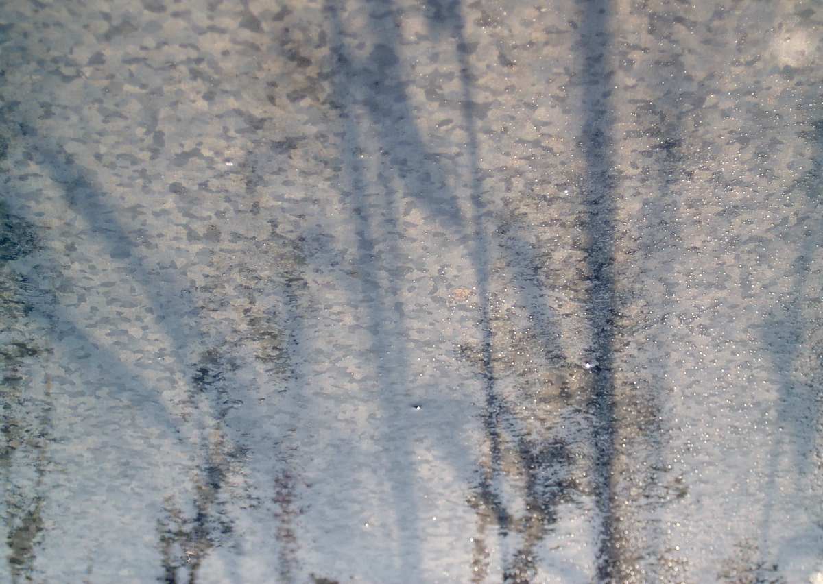 photo of my trash can showing shadows of the bushes growing next to it